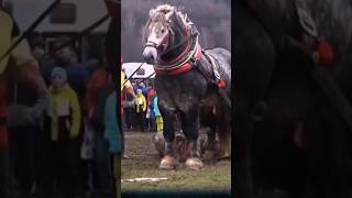 The Shire horse the largest horse breed in the world that you may not know about shirehorse horse [upl. by Notgnirrab]