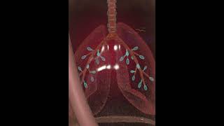 Lungs Development in Fetus 3D Animation [upl. by Terrell]