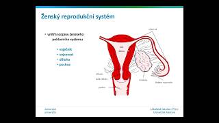 Juniorská univerzita LF  quotHormonální cyklus ženyquot prof MUDr M Štengl PhD [upl. by Oninrutas]