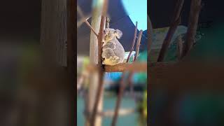 Koala koalabears koalas australiatourism cuteanimals brisbane paradisecountry rareanimals [upl. by Gardel764]