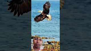 The Most Amazing Eagle Attacks Ever Caught on Camera bird eagle wildlife nature eagalattact [upl. by Materi]