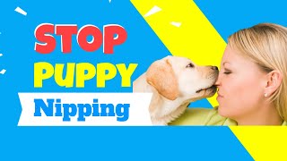 Stop Puppy Nipping [upl. by Heti]