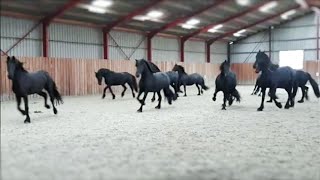 10 frisky Friesian horses [upl. by Luther24]