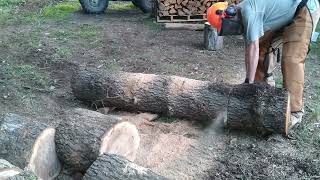 CUTTING BLACKJACK OAK GOT SOME SAFETY GEAR [upl. by Quartas]