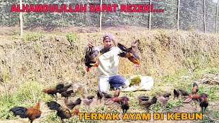 ALHAMDULILLAH DAPAT REZEKI TERNAK AYAM HUTAN DAN AYAM KAMPUNG DI KEBUN [upl. by Dibru993]