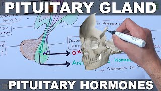 Pituitary Gland  Hormones and Hypothalamus [upl. by Citron]