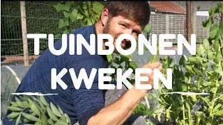 Tuinbonen kweken van zaaien tot oogsten [upl. by Acilgna]