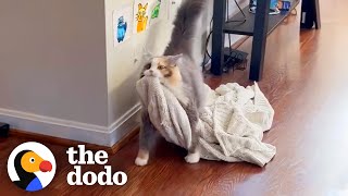 Rescue Cat Carries Her Favorite Blanket All Around The Apartment  The Dodo [upl. by Annek]