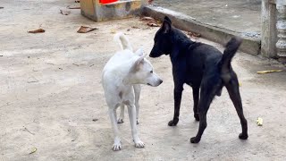 Cute dogs playing 🐕😍😅 [upl. by Uranie775]