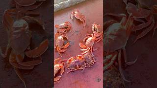 Crab fishing on the vessel 🦀 🦀 🦀 море crab fishing рыбалка работавморе sealife shorts [upl. by Ahseret]