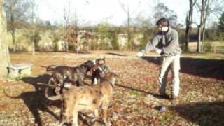 American Bandog Mastiffs Play Tug [upl. by Miyasawa]