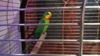 Our new pet barraband parrots [upl. by Gnous760]