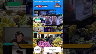 Reefing live stream 1000 GMT reefcommunity corals marineaquarium coralreeftank [upl. by Mcgannon877]