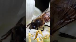 How do bees make honey shorts [upl. by Brost]