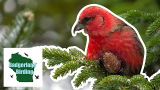 Quest to find the INCREDIBLY UNIQUE Whitewinged Crossbill [upl. by Farrish]