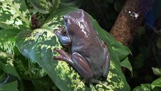 La grenouille Litoria Caerulea est une petite rainette australienne  Villaverde  Pizançon 26 [upl. by Alleul]