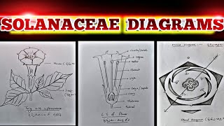 How to draw SOLANACEAE DIAGRAMS so easily very useful for intermediate Botany practical exams [upl. by Aneeres358]