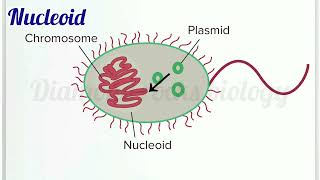 nucleoid  nucleoid animation  nucleoid in bacteria [upl. by Annyahs]