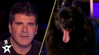 Simon Cowell Gets HYPNOTISED by a DOG on Britains Got TalentOr Does He [upl. by Rases645]