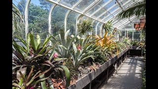 Bromeliad amp Tillandsia Tips TPIE—Part 2 — Plant One On Me — Ep 056 [upl. by Mata175]