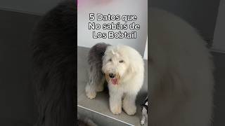 Cachitos te da 5 datos sobre los Bobtail o Pastores Ingleses datos datoscuriosos perros mascotas [upl. by Ylyl]