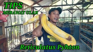 Tips perawatan ular reticulatus phyton [upl. by Esaele]