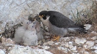 Le faucon pèlerin – oiseau de lannée 2018 [upl. by Gavin728]