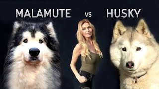 GIANT ALASKAN MALAMUTE Versus THE SIBERIAN HUSKY DOG [upl. by Joeann645]