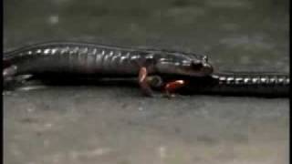 AmphibiaWebPlethodonshermani1flv [upl. by Voltz]