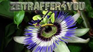 Passionsblume Passiflora caerulea Timelapse Zeitraffer passion flower [upl. by Ajnat590]