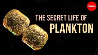 The Secret Life of Plankton [upl. by Ayhtnic]