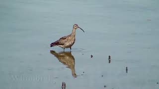 Birds of Cairns [upl. by Ditter]