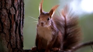 Parque Regional Sierra Espuña  Fauna [upl. by Aznerol]