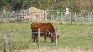 Cattle in France hit by bluetongue epidemic [upl. by Justine]