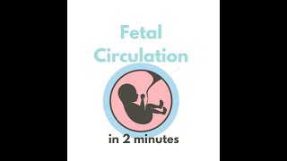 Fetal circulation in 2 mins [upl. by Sholes113]