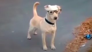 un perro intelectual 🤓 [upl. by Elyn]