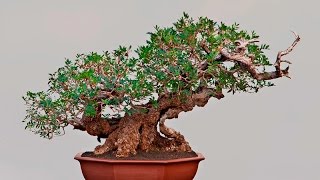 Pistacia Evergreen Bonsai Tree [upl. by Maximo508]