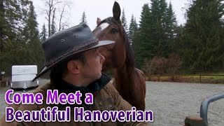 Come Meet a Beautiful Hanoverian Horse [upl. by Notsob]