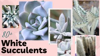 White Succulents with NAMES and Pronunciation with MOODY BLOOMS [upl. by Kattie]