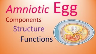 Egg  Amniotes  Structure amp Functions of Components [upl. by Kooima510]