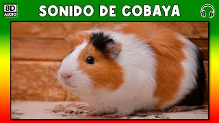 SONIDO DE COBAYA 🐹 CUYO  CONEJILLO DE INDIAS [upl. by Elleiand188]