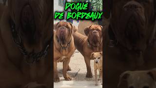 DOGUE DE BORDEAUX [upl. by Brody]