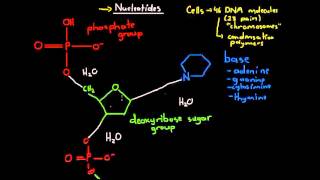 Nucleotides [upl. by Anivid47]