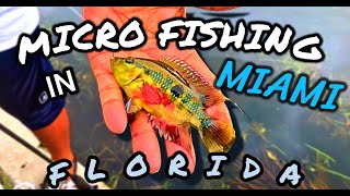 Microfishing in The Channals of Miami Fl for Cichlids [upl. by Orutra]