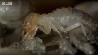 Termite World  Life In The Undergrowth  BBC [upl. by Matthei]