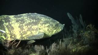 Grouper eats Barracuda Key Largo 121512 [upl. by Germann]