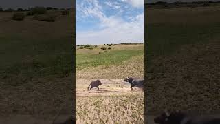 Bison protects its cub and intercepts a lion This action is amazing Animals compete in combat [upl. by Newmark]