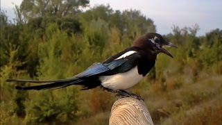 Richiamo Gazza  Eurasian magpie Pica pica 130 fototrappolaggio a Corte Franca [upl. by Idelle]