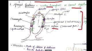 class 11 porifera [upl. by Maia39]