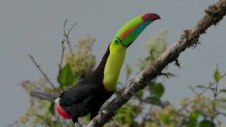 KeelBilled Toucan defending his perch in Costa Rica [upl. by Yniattirb]